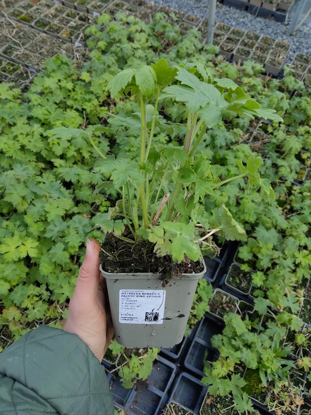 Espuela de caballero Benary’s Pacific King Arthur - 21. 4. 2026