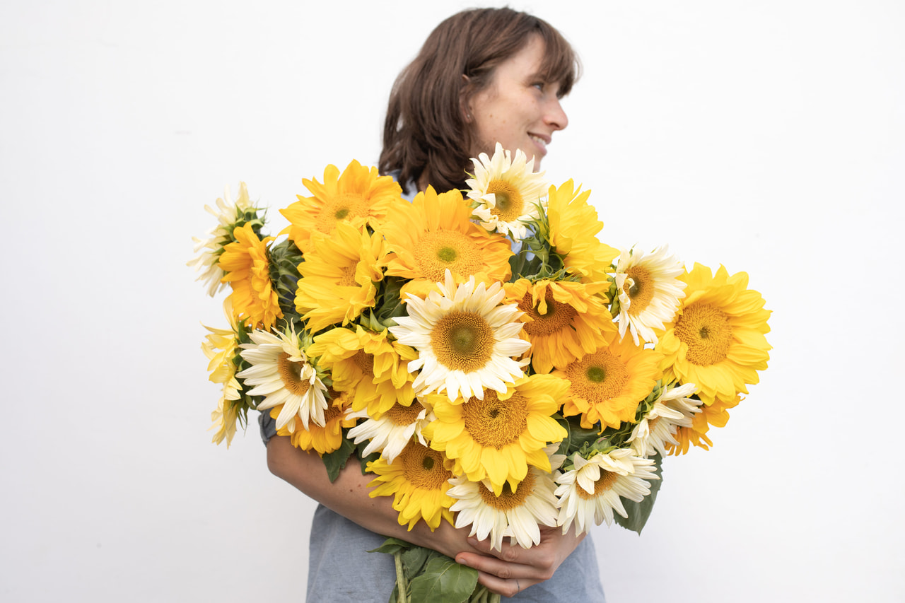 Sunflower ProCut Sunny Morning Mix, Loukykvět