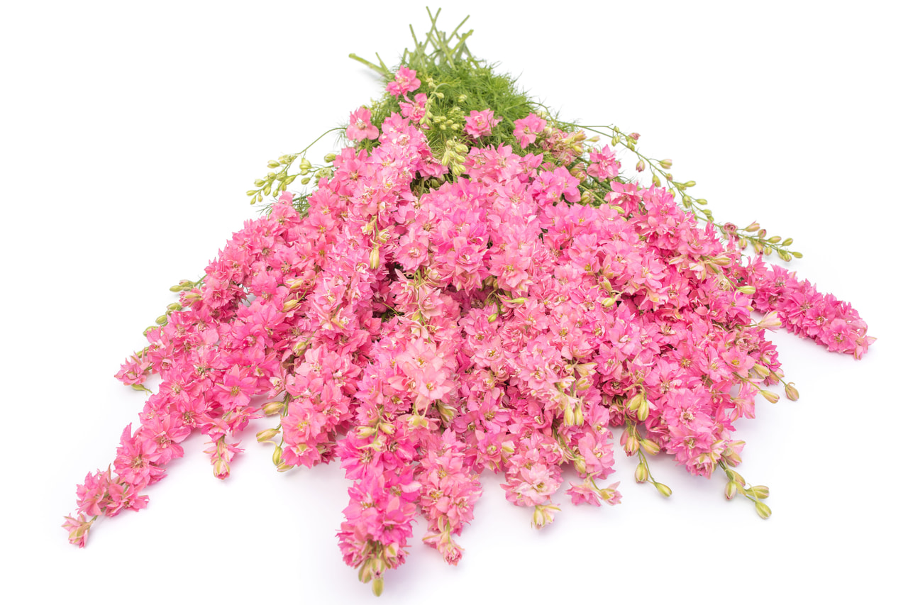 Larkspur QIS Rose, Loukykvět