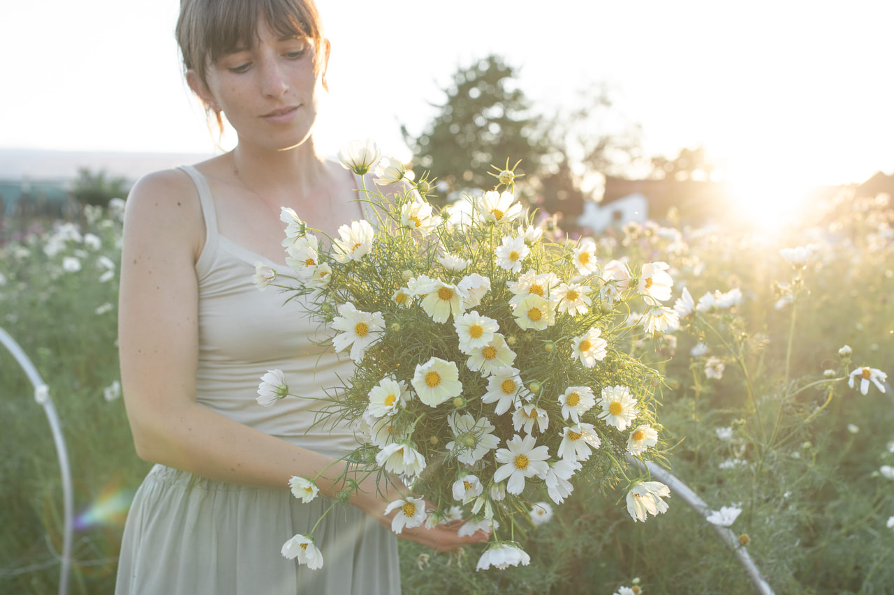 Cosmos Lemonade, Loukykvět