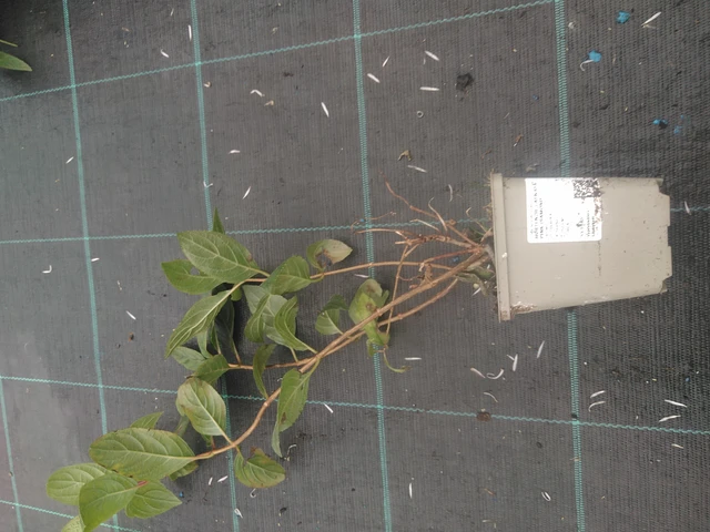 Syyshortensia Pink Diamond - 10. 10. 2025