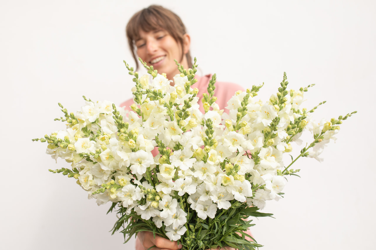 Leijonankita Frappe White, Loukykvět