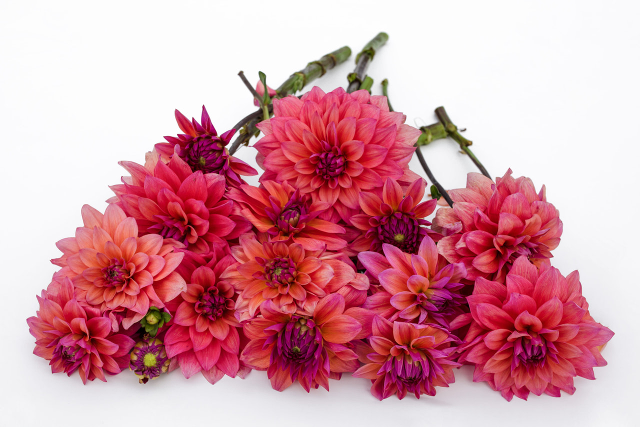 Jiřina Feline Yvonne, Loukykvět