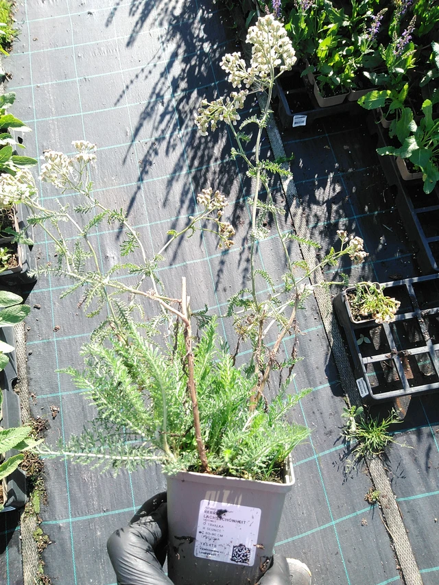 Siankärsämö Lachsschönheit - 19. 8. 2025