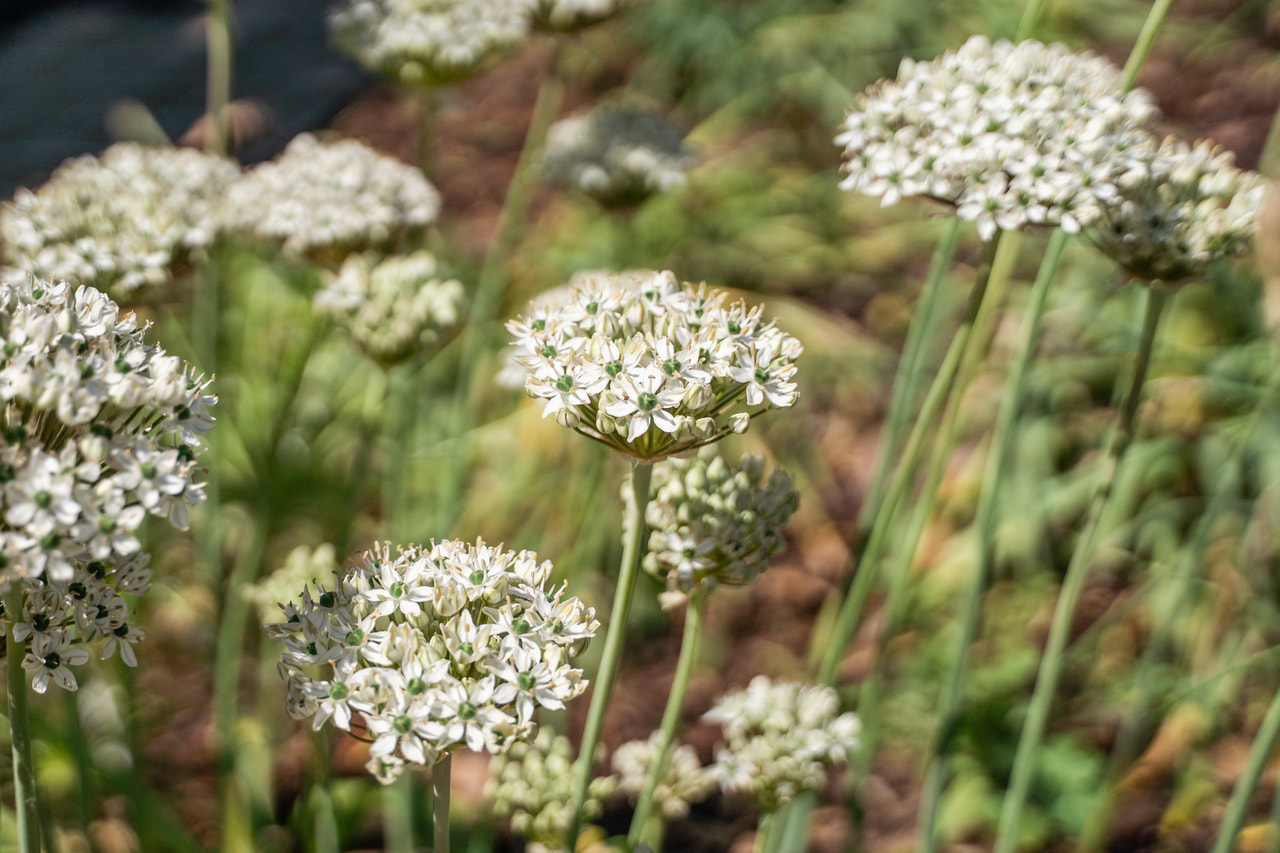 Allium nigrum, Loukykvět