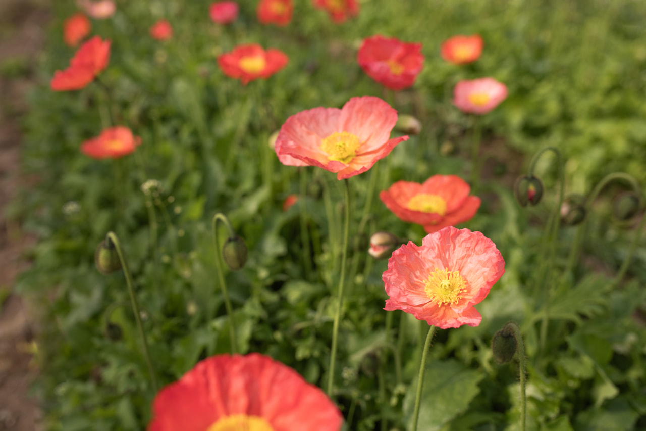 Unikko Champagne Bubbles Pink, Loukykvět