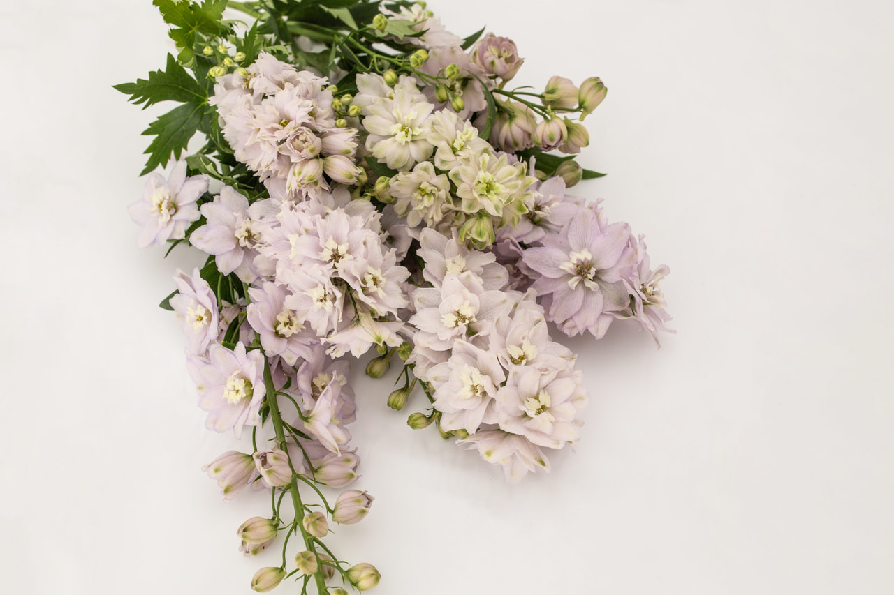 Delphinium Magic Fountains Cherry Blossom (White Bee), Loukykvět