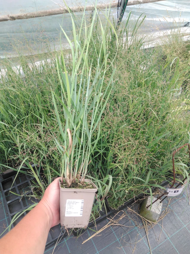 Virginianhirssi Heavy Metal - 2024