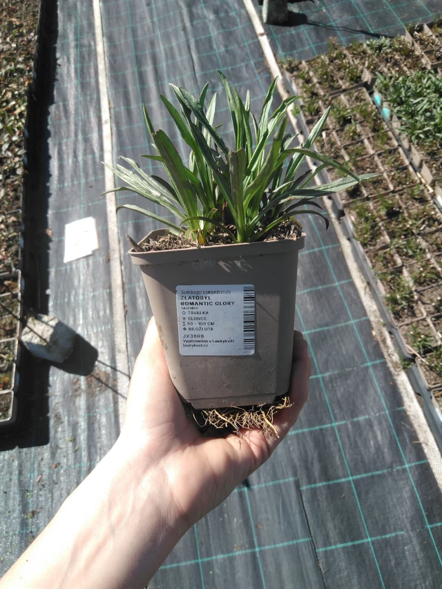 Piisku Romantic Glory - 3. 4. 2025