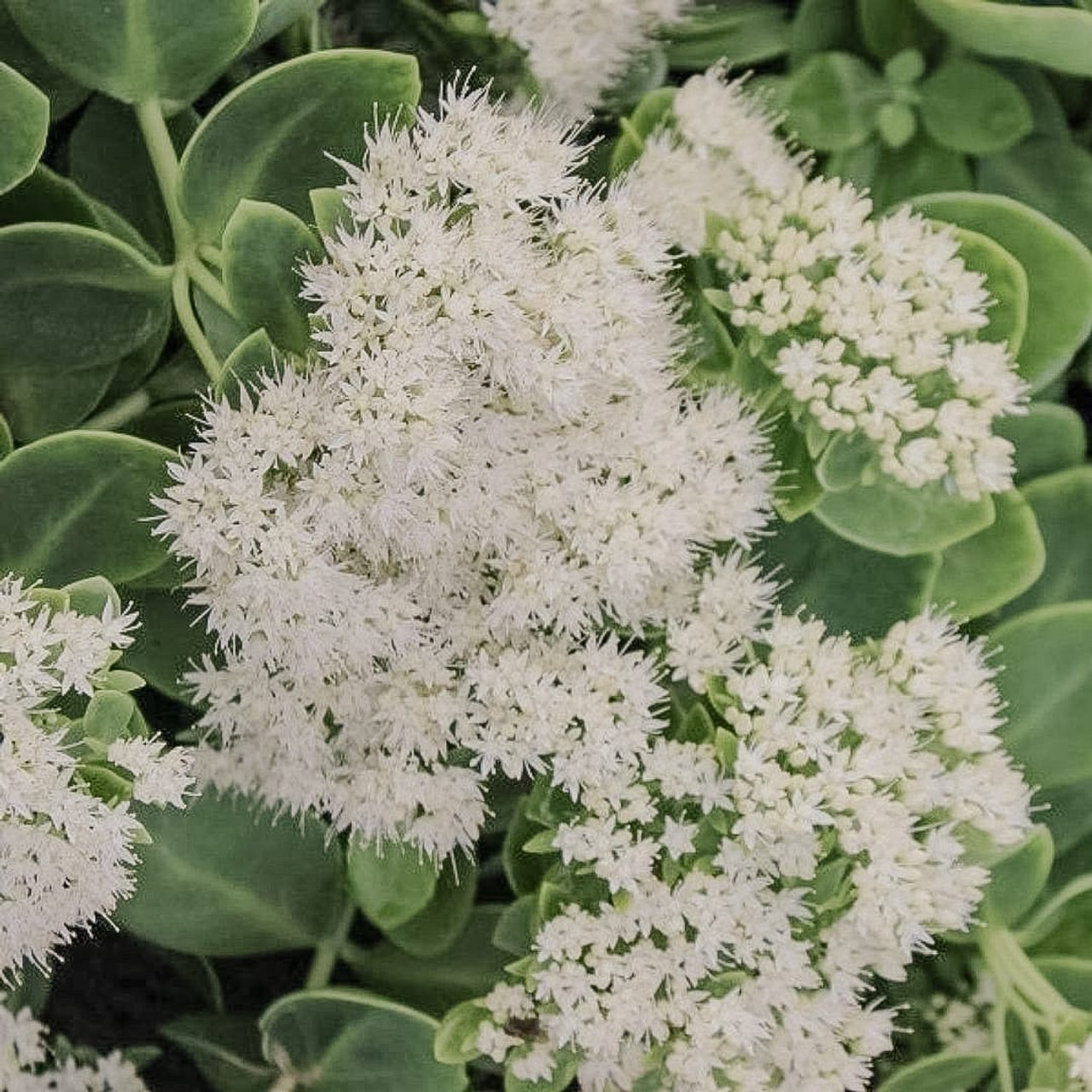 Sedum Iceberg, Loukykvět
