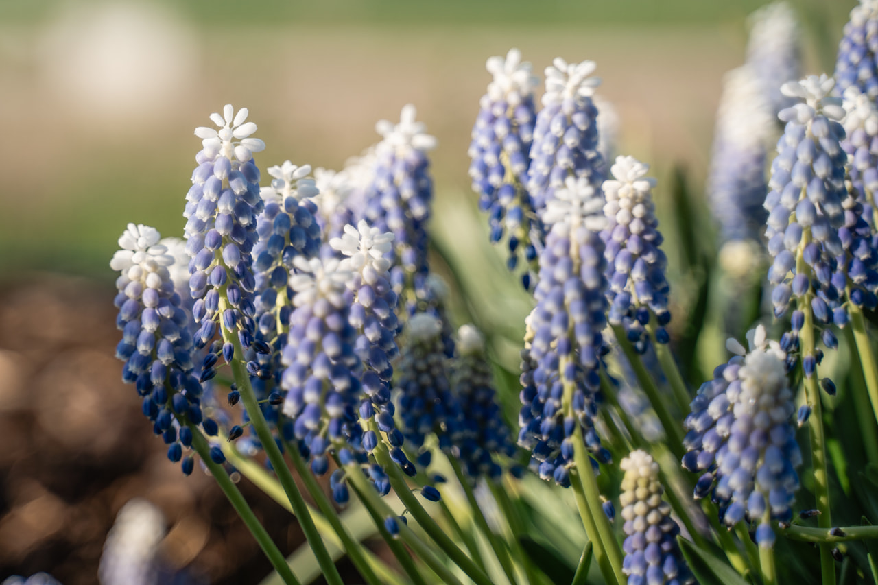 Muscari Carola, Loukykvět