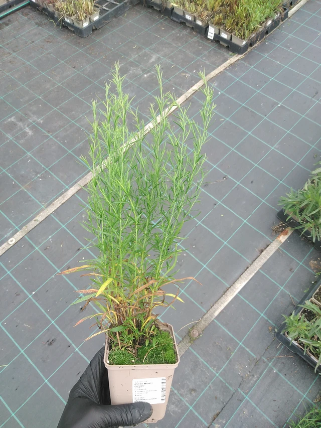 Kanerva-asteri Monte Cassino - 4. 8. 2025