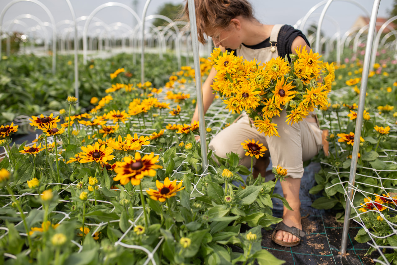 Rudbeckia Double Golden Daisies, Loukykvět