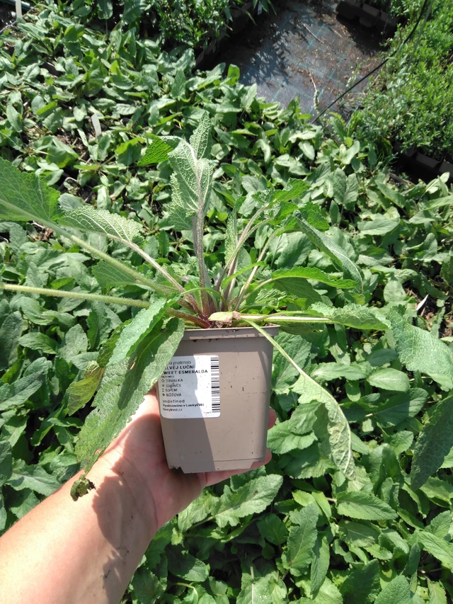 Salvia pratensis Sweet Esmeralda - 2024