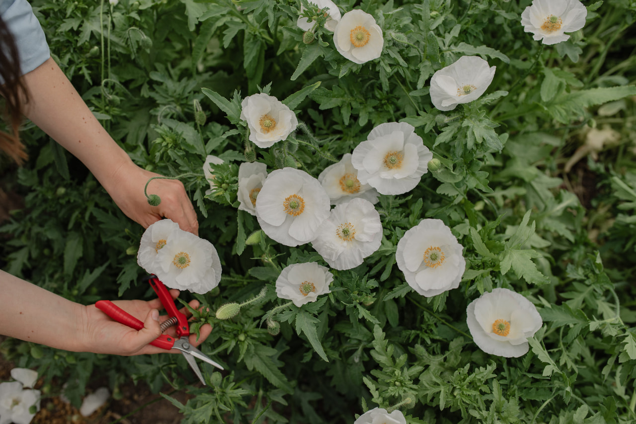 Kornvalmue Bridal Silk, Loukykvět