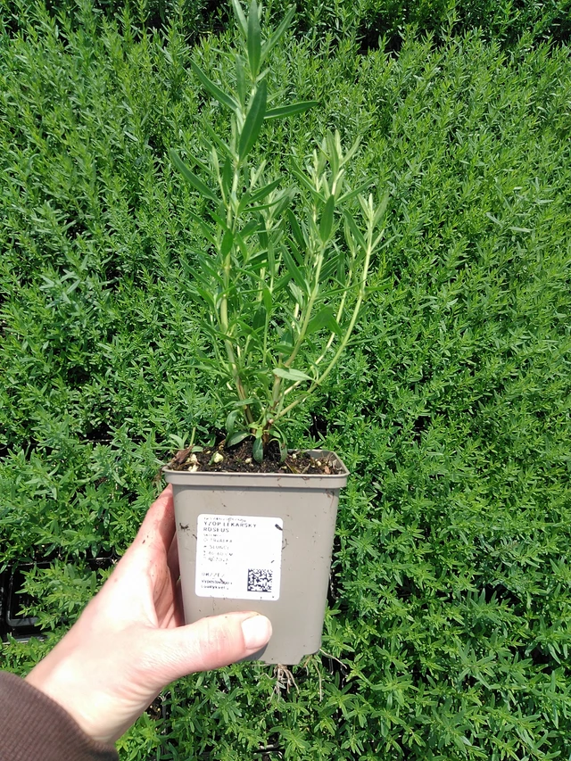 Hisopo Roseus - 9. 6. 2025