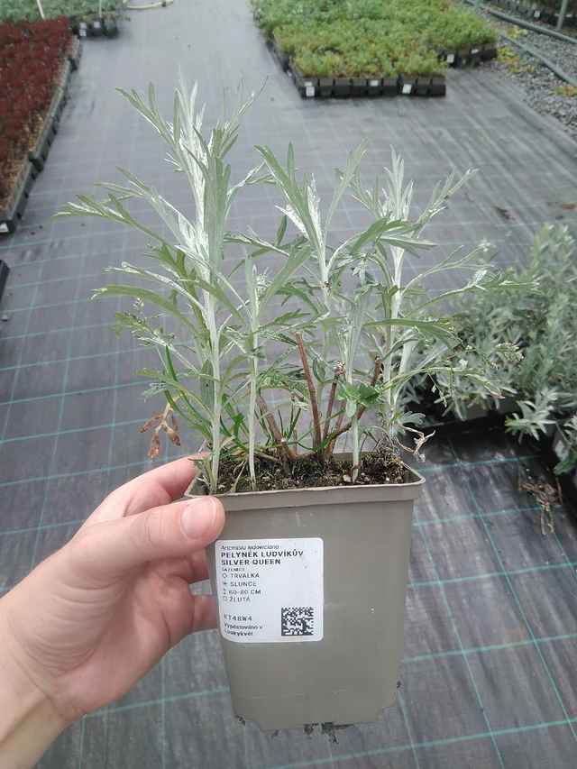 Alsem Silver Queen - 2. 6. 2026