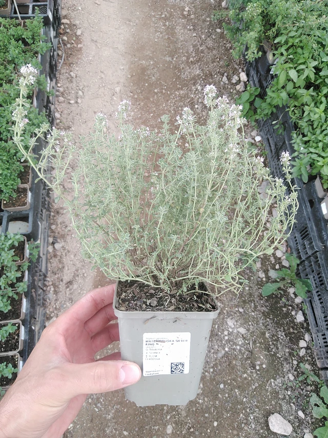 Ajuruoho Silver King - 1. 8. 2025