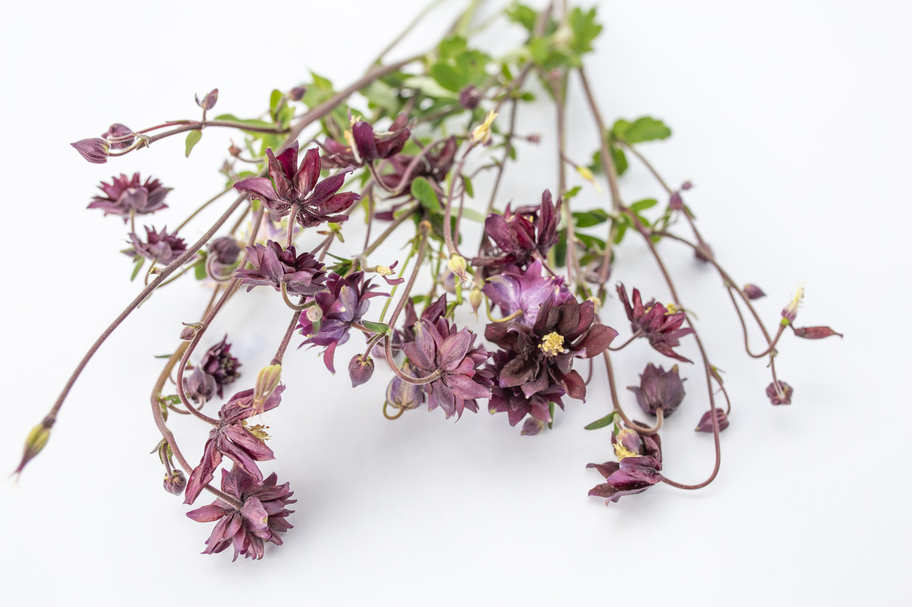 Lehtoakileija Black Barlow, Loukykvět