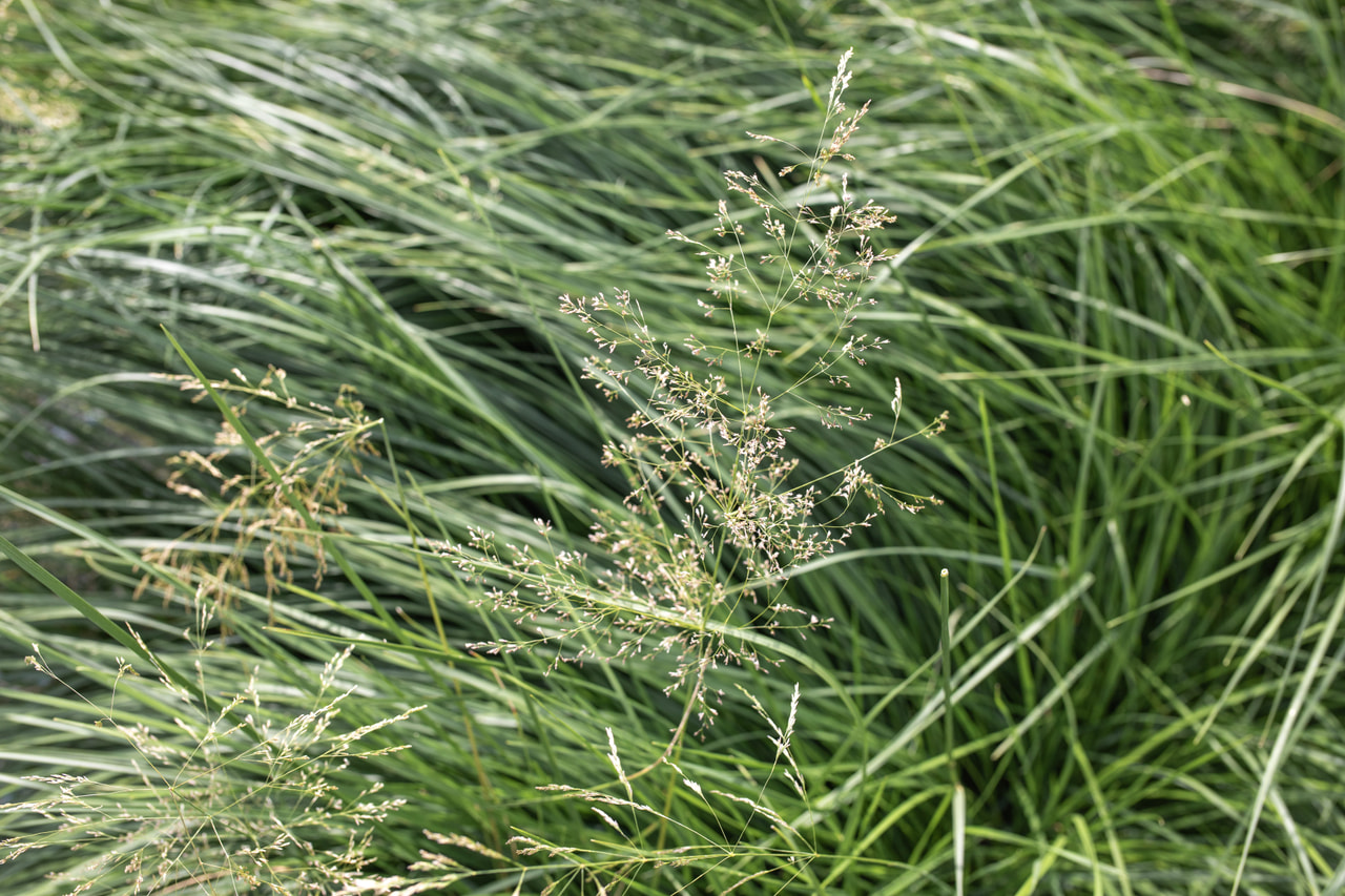 Deschampsia cespitosa Goldtau, Loukykvět