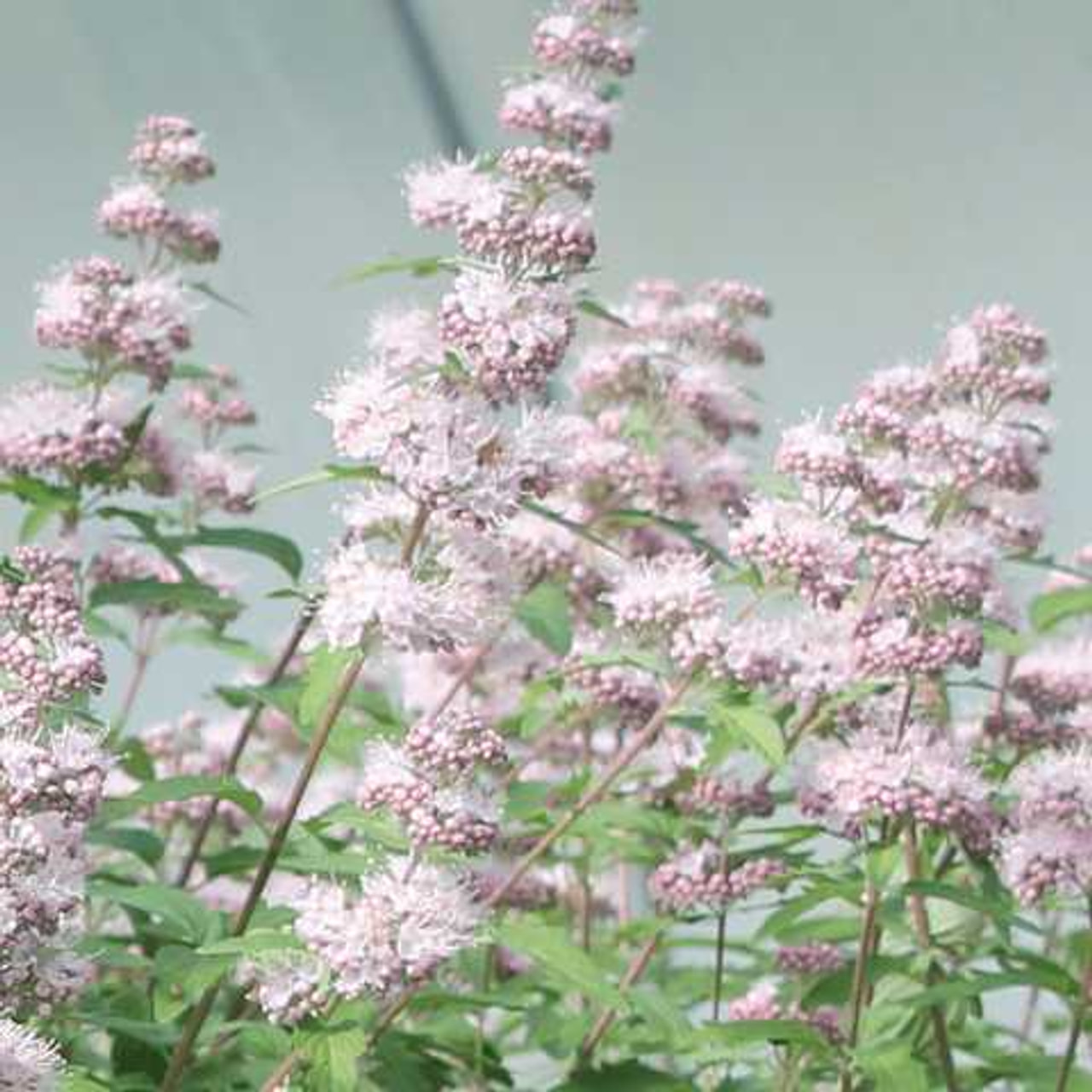 Siniparta Stephi, Loukykvět