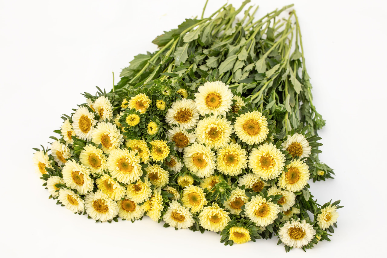 Kiinanasteri Matsumoto Yellow, Loukykvět