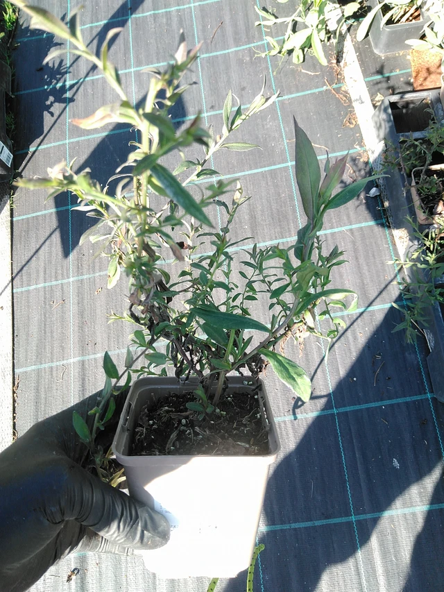 Asteri Lady in Black - 19. 8. 2025