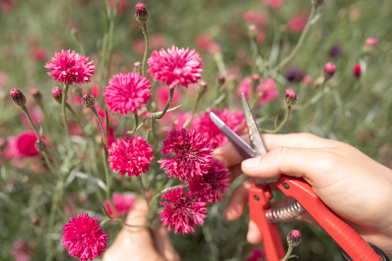 Aciano Tall Double Red Boy, Loukykvět