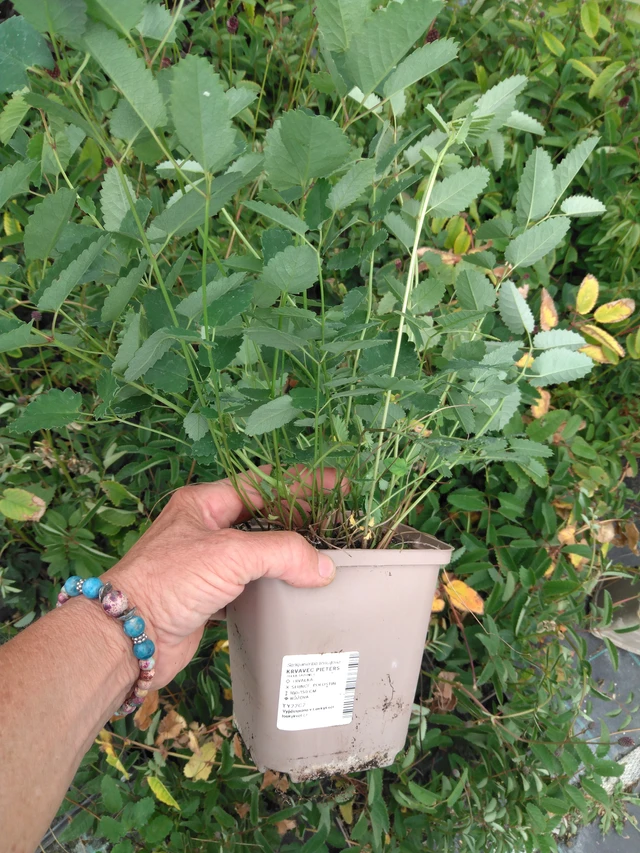 Luppio Pieters - 2024