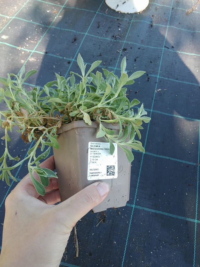 Kohokki Weißkehlchen - 19. 8. 2025