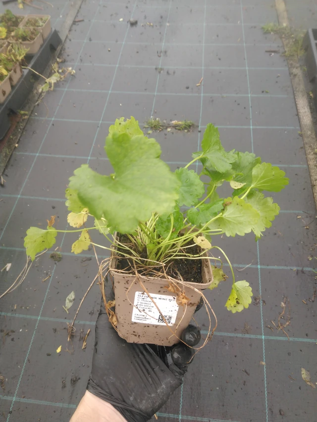 Sidalcea Wine Red - 23. 10. 2025