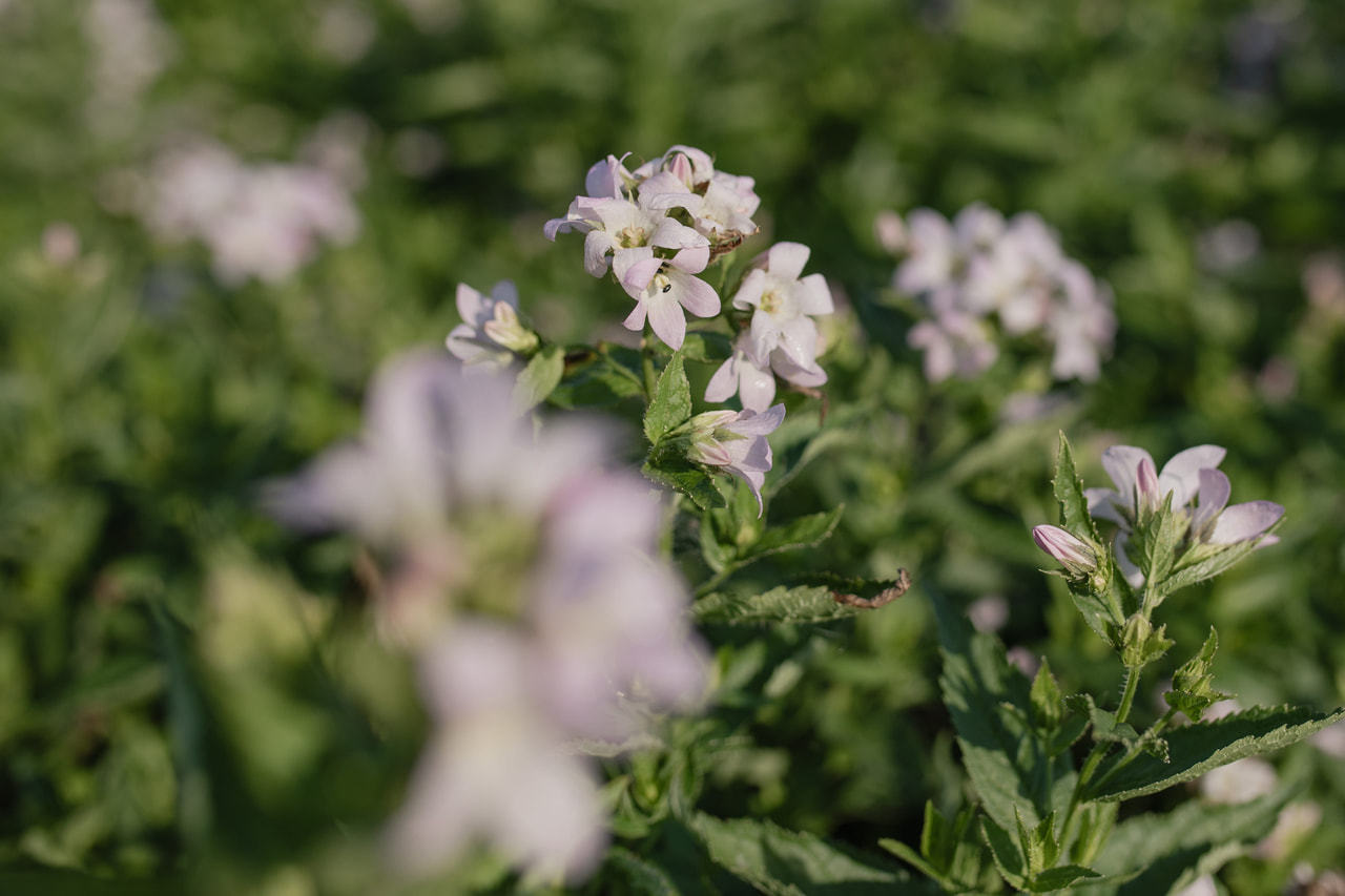 Maitokello Loddon Anna, Loukykvět