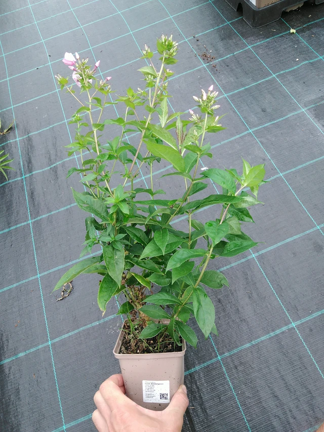 Leimu Minnehaha - 28. 7. 2025