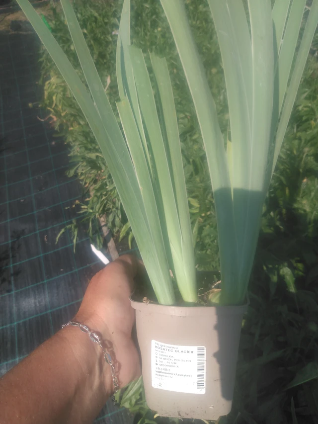 Kurjenmiekka Glacier - 2024