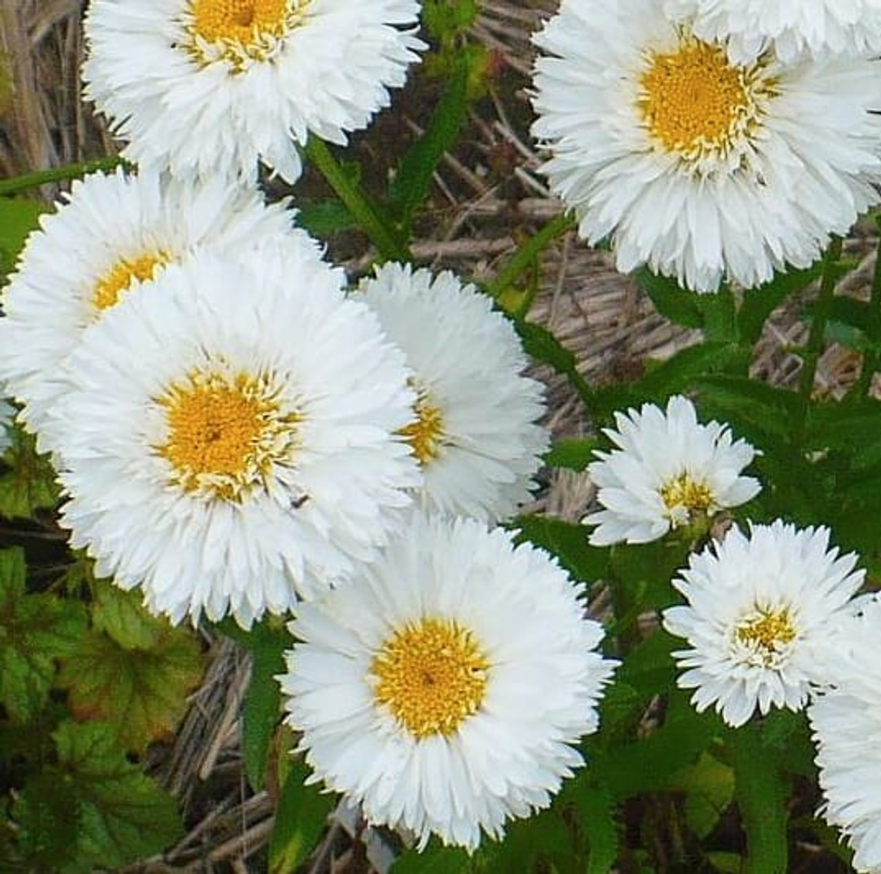 Härjasilm Sněhurka, Loukykvět