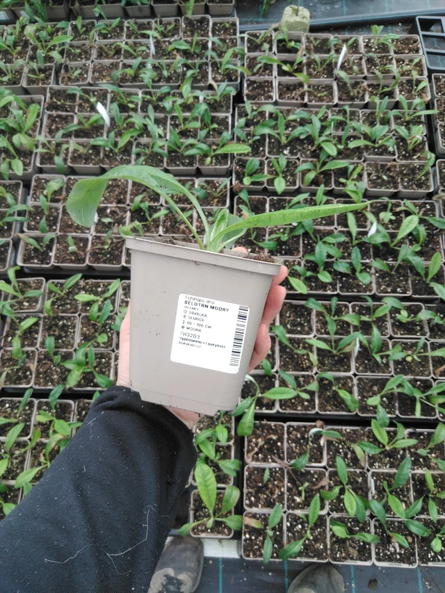 Echinops ritro - 2024