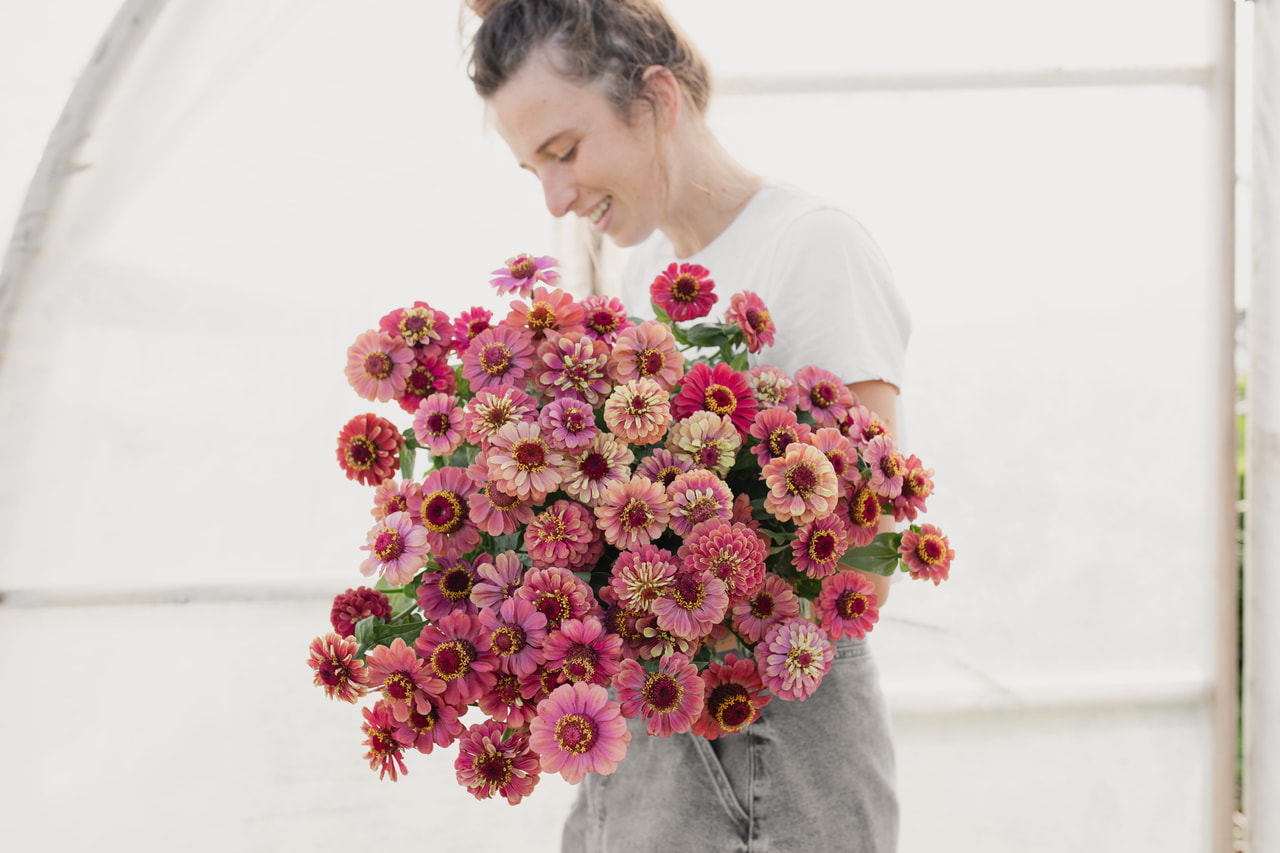 Zinnia Queen Lime Red, Loukykvět