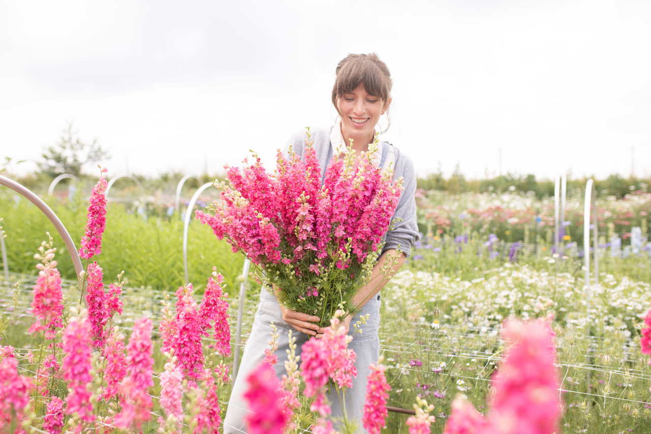 Larkspur QIS Carmine, Loukykvět