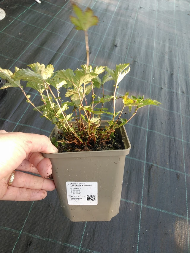 Filipendula Kahome - 19. 8. 2025