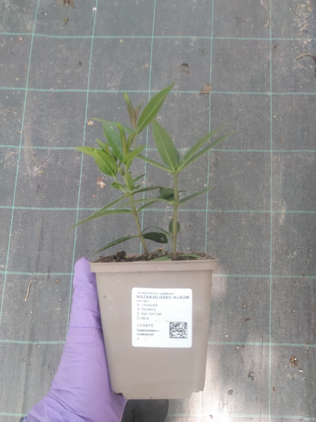 Tädykearvio Album - 10. 7. 2025