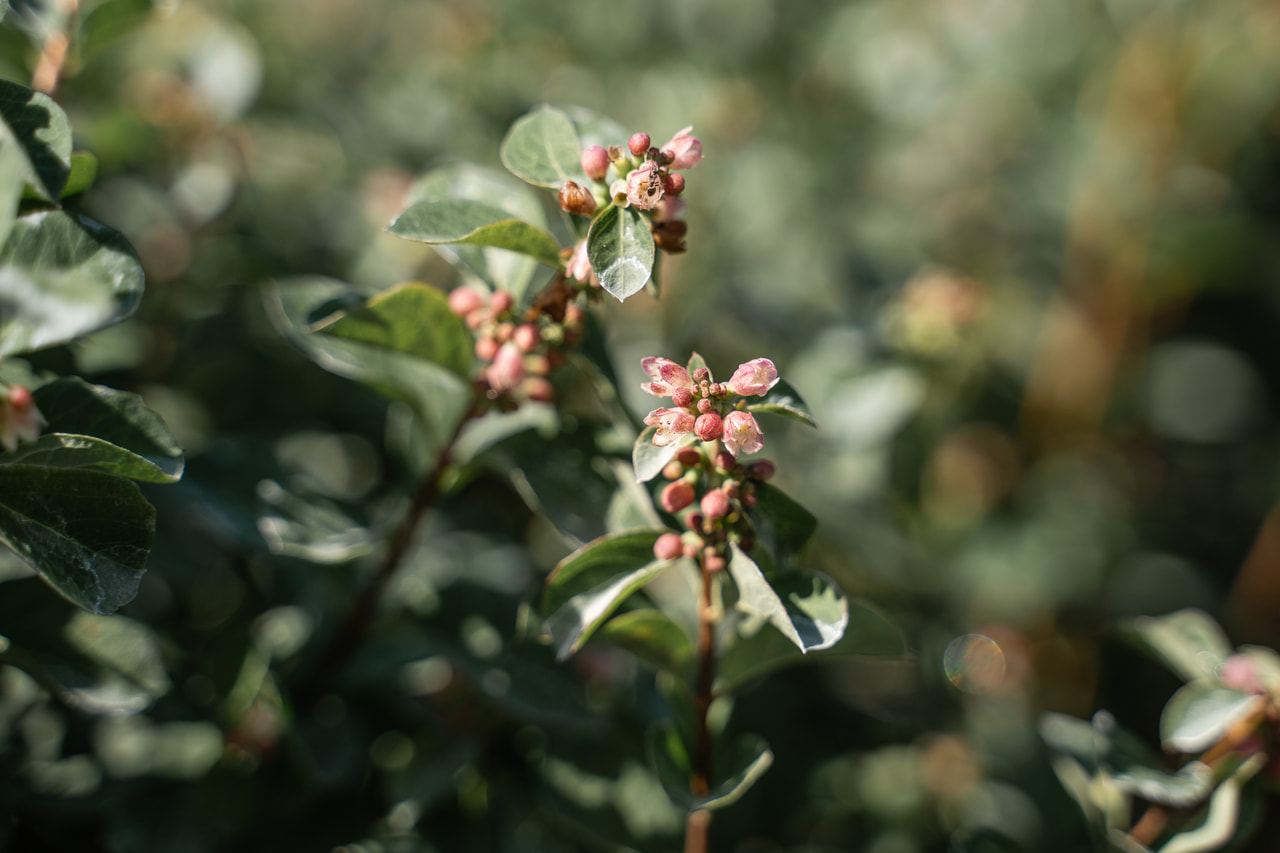 Symphoricarpos Magical Red Riding Hood, Loukykvět