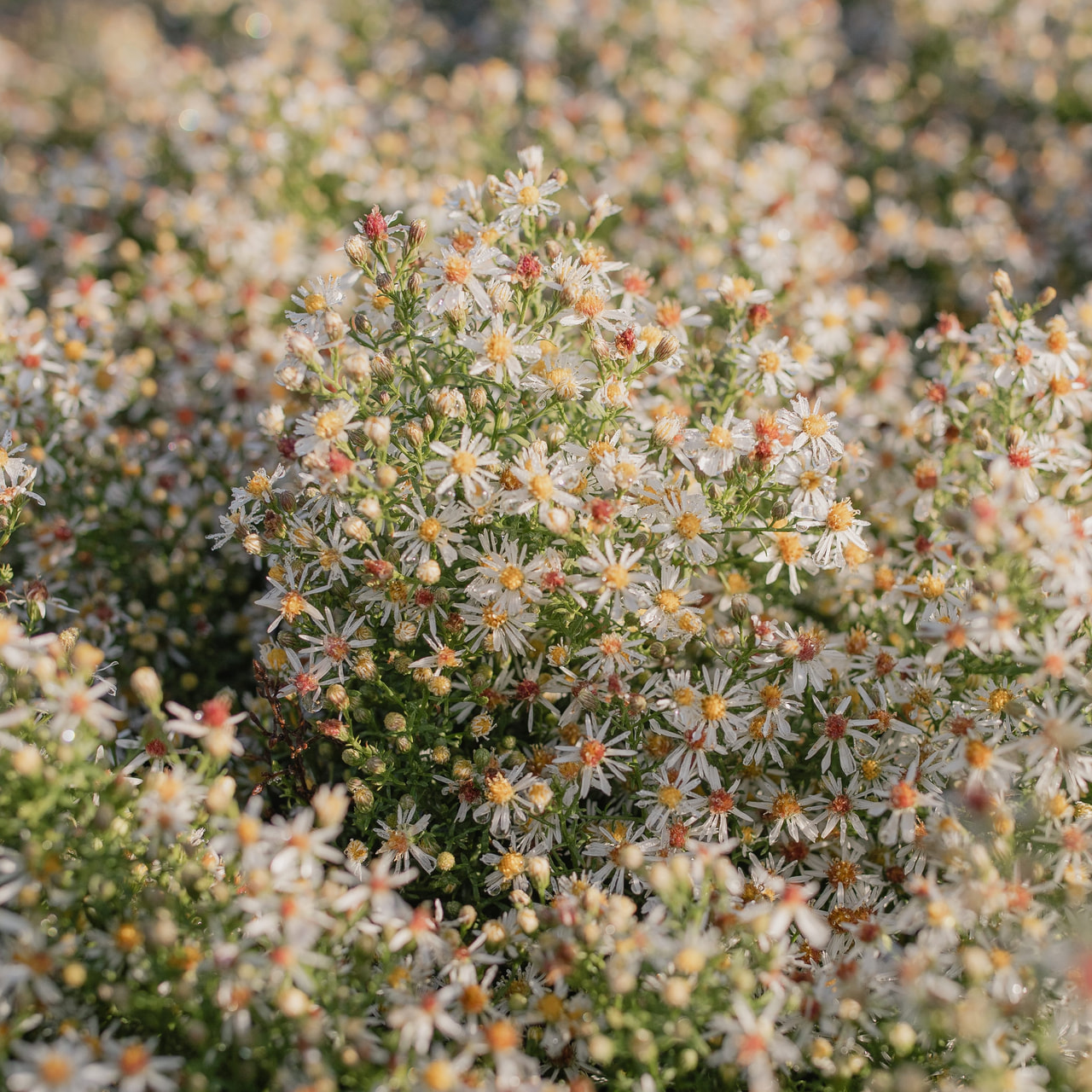 Asteri Golden Spray, Loukykvět