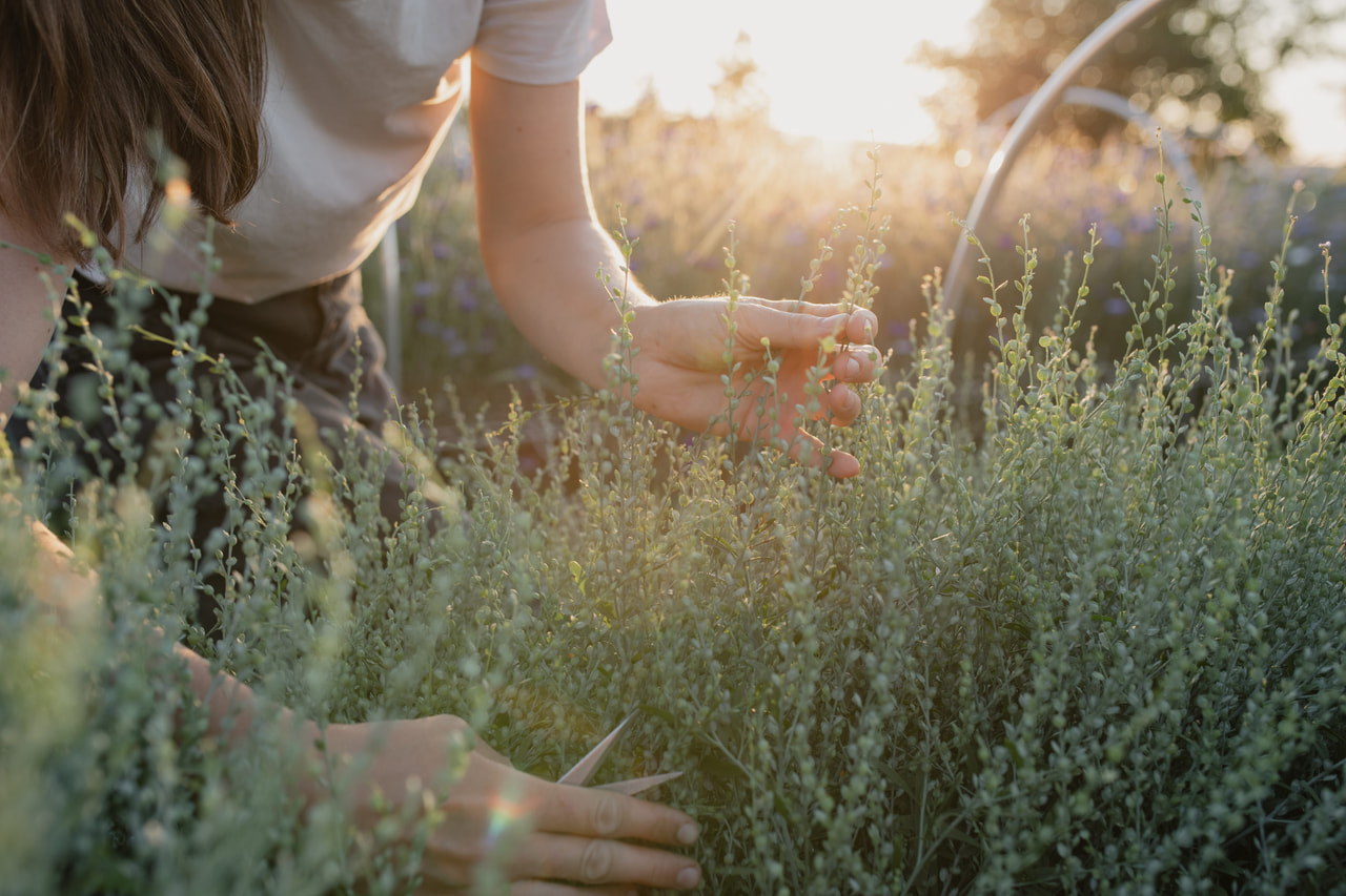Tuinkers Common, Loukykvět