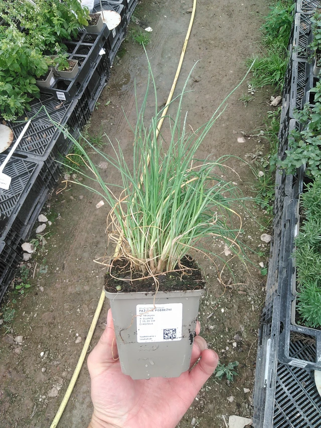 Cebollino - 1. 8. 2025