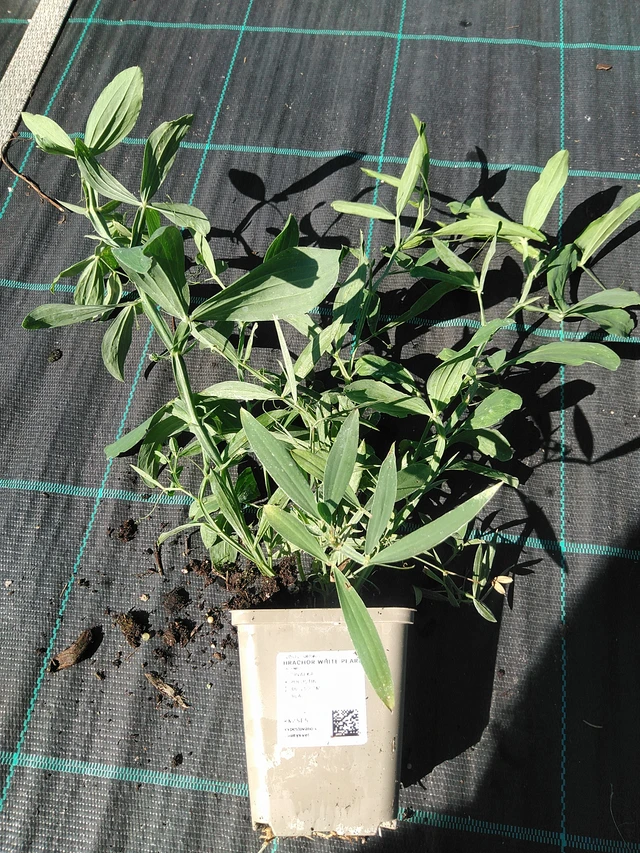 Tuoksuherne White Pearl - 19. 8. 2025