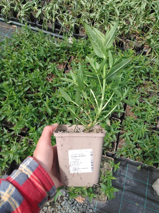 Rantakukka Robert - 2024