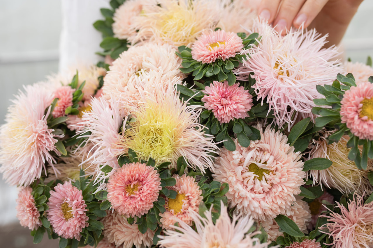 Kiinanasteri Light Apricot Peach Mix, Loukykvět