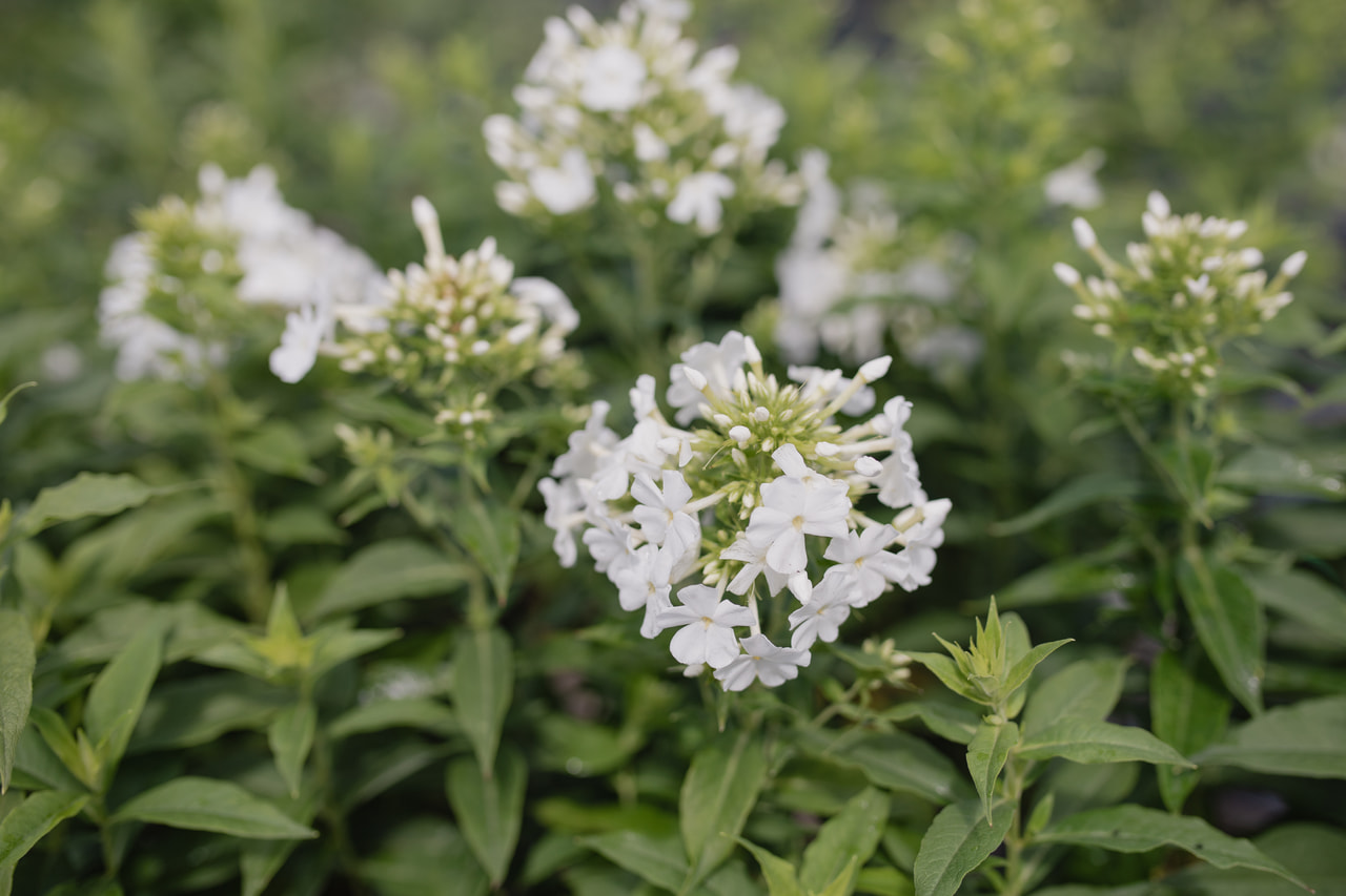 Syysleimu Fujiyama, Loukykvět