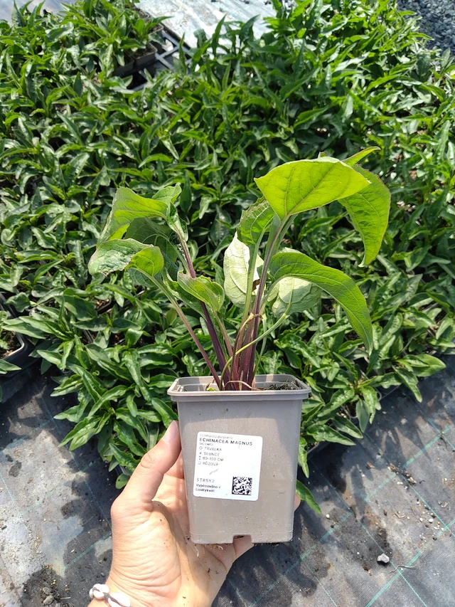 Echinacea Magnus - 11. 8. 2026
