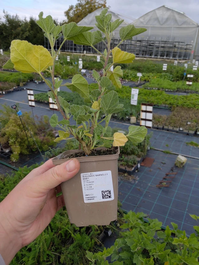 Malvikki Barnsley Baby - 9. 10. 2025